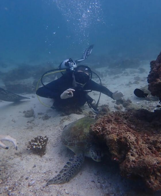scuba-diving-uae-underwater-turtle.