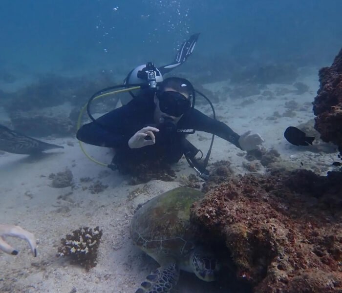 scuba-diving-uae-underwater-turtle.