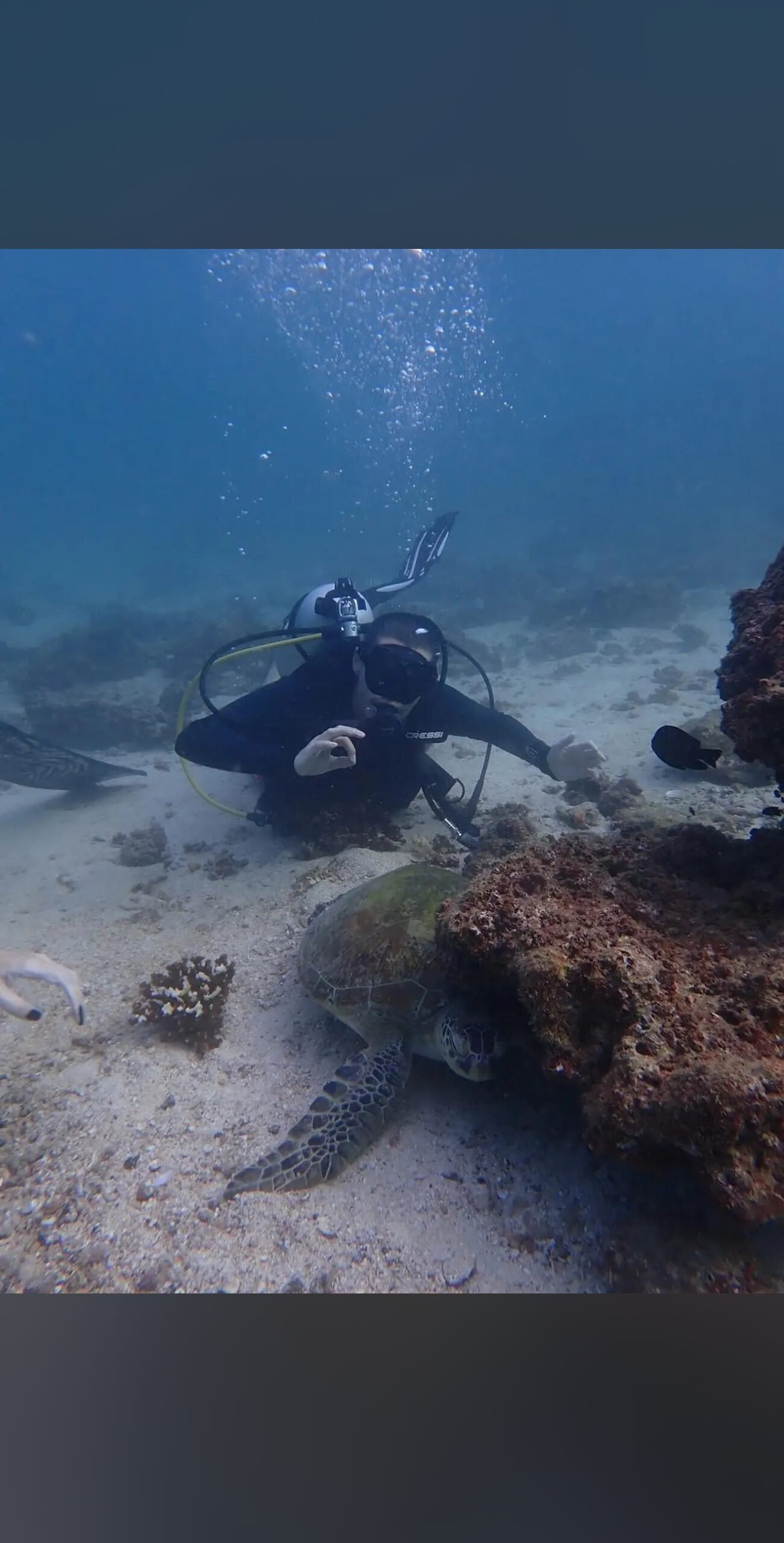 scuba-diving-uae-underwater-turtle.