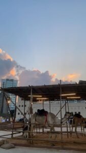 Qasr-Al-Hosn-museum-Camels-Exhibit