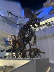 The-Natural-History-Museum-Dinosour-Fossil-Triceratops