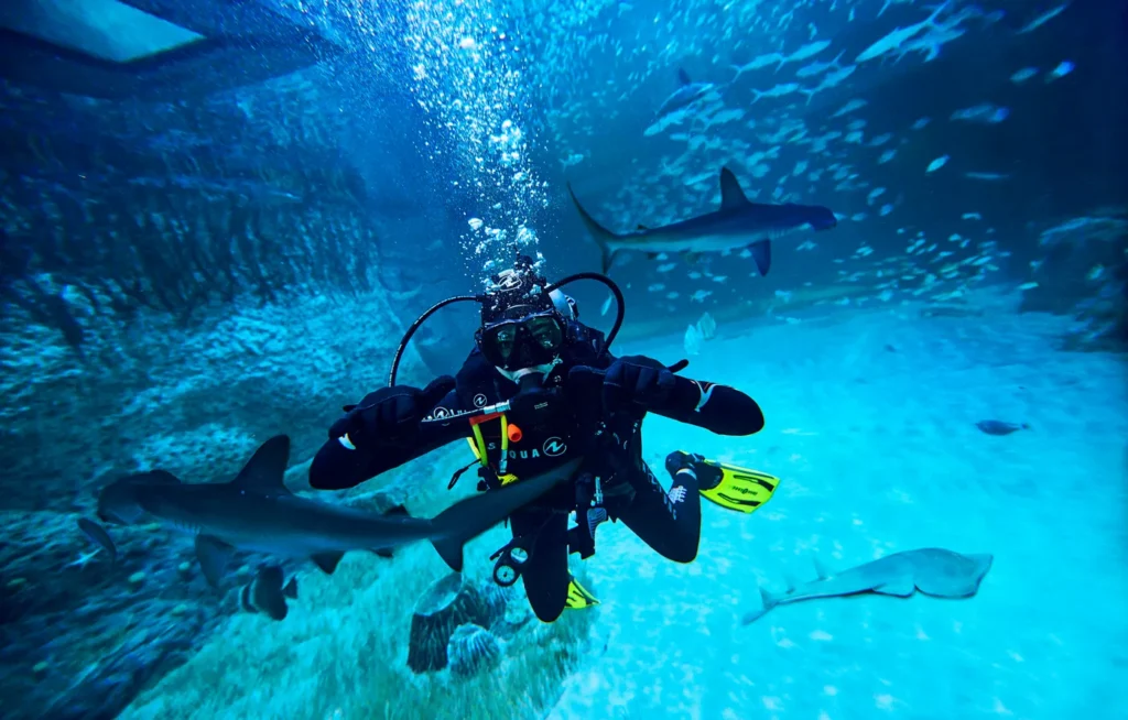 scuba diver swimming alongside sharks in the National Aquarium Indoor activities marine life in Abu Dhabi