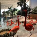sea world flamingos in water.