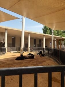 Umm-Al-Emarat-Park-Abu-Dhabi-animals-at-the-Animal-Barn